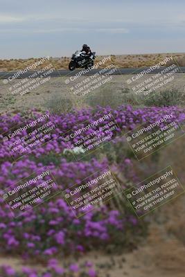 media/Jan-14-2023-SoCal Trackdays (Sat) [[497694156f]]/Turn 14 Exit Bloomig (145pm)/
